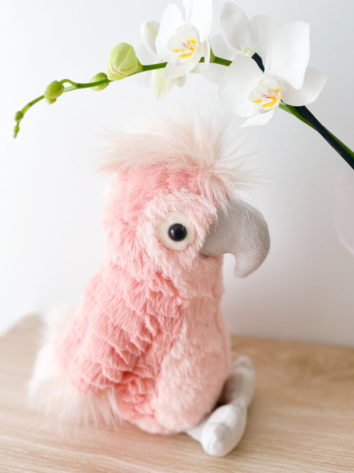 Lulu Cockatoo - HoneyBug 